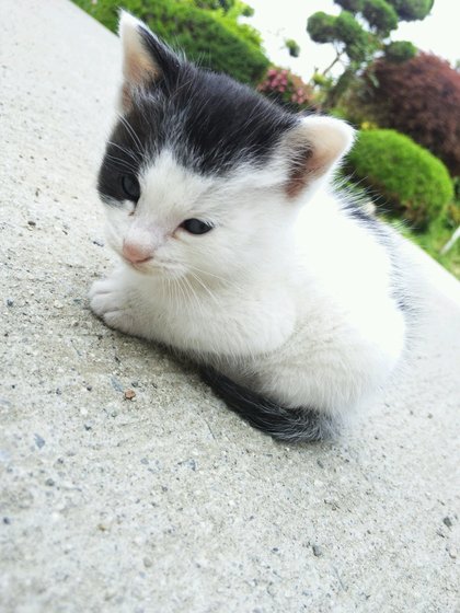 ちびにゃんこ☆