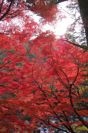 夏井川渓谷の紅葉