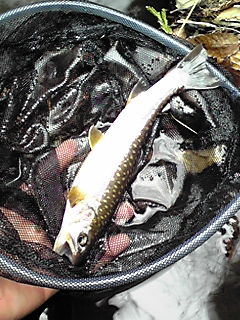 熊が怖くて釣り出来るか～(｀□´)┘