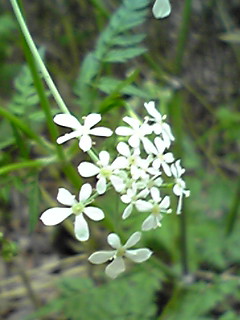 山の花だよ～ん(・∀・)