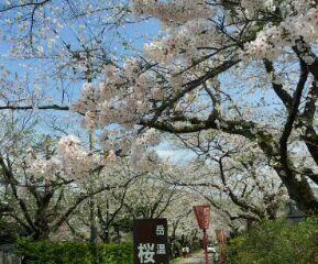 今日の二本松市岳温泉の桜＾＾