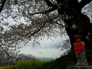 桜の見所は、たくさんありますょ～＾＾