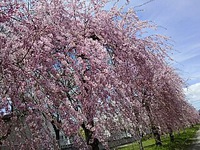 喜多方日中線のしだれ桜＾＾
