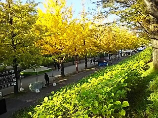 いい日だ！目の保養だ！紅葉だ！