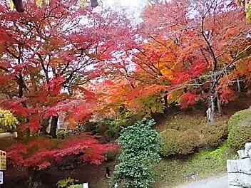 霞ヶ城公園の紅葉も終盤かな＾＾