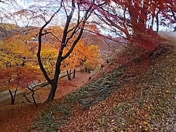 霞ヶ城公園の紅葉も終盤かな＾＾