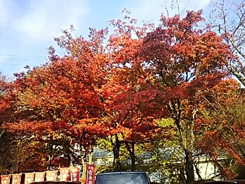 紅葉巡り