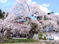 二本松市内の桜・その１