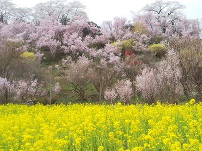 桜巡り・・花見山～松川～