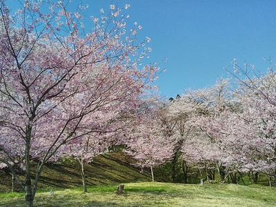 桜巡り・・絶景日和＾＾