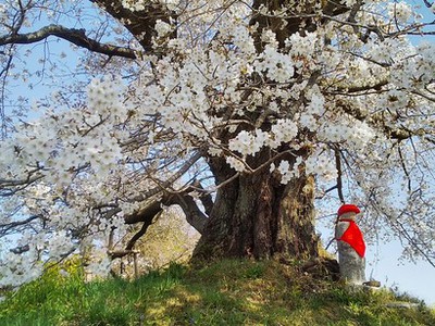 桜巡り・・絶景日和＾＾