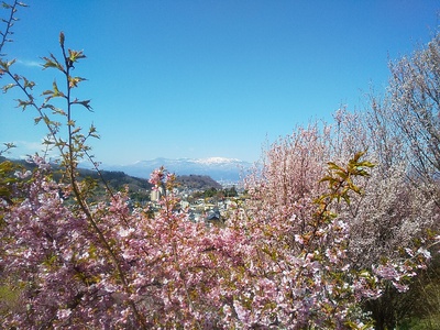 花見山～