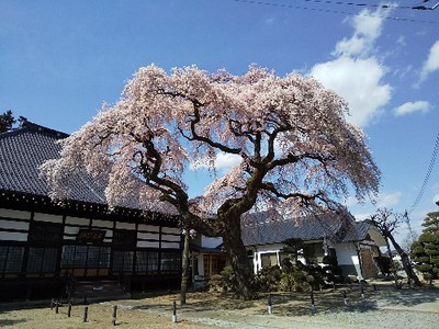 二本松市～近郊の桜