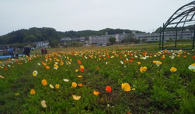 西の郷遊歩道～白河フラワーワールド～