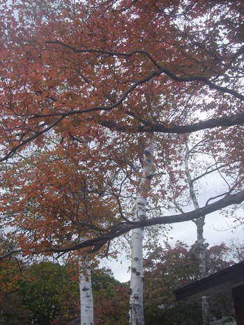 紅葉