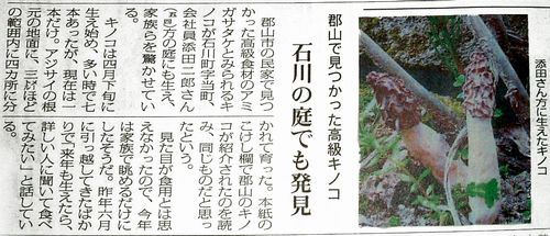 アミガサタケ?