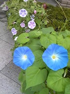 1歳のお誕生日(生後365日目)