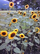 1歳のお誕生日(生後365日目)