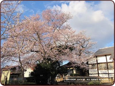 桜に雨(ーー;)