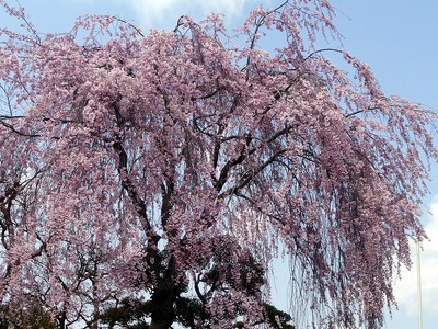 郡山は桜満開です！