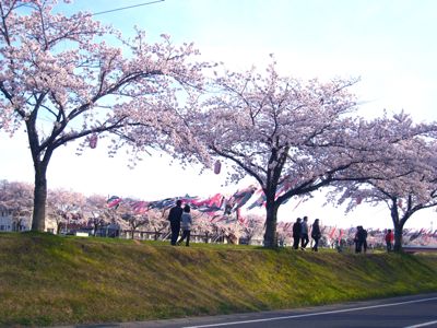 桜　こいのぼり