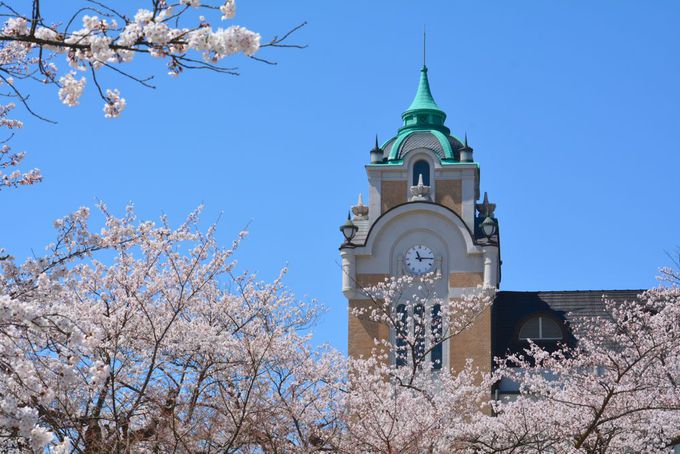 郡山公会堂の桜