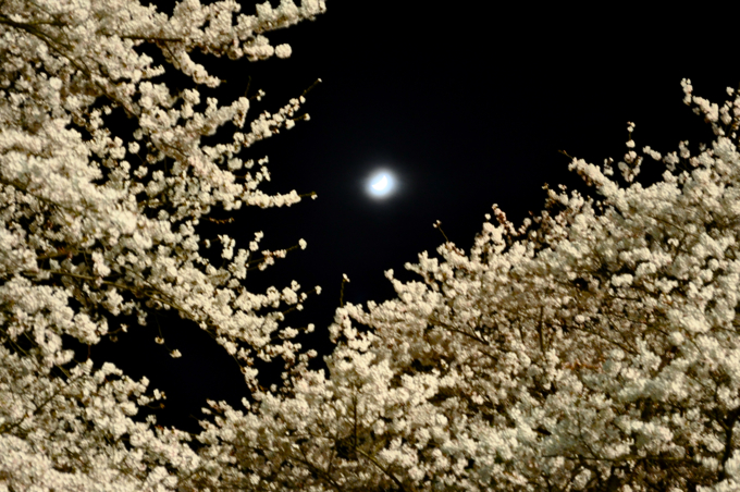 夜桜 10.4.20.