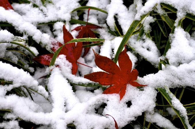 雪に紅葉