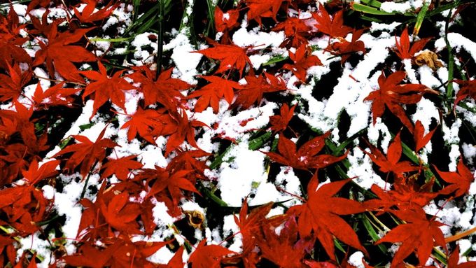 雪に紅葉