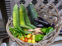 夏野菜