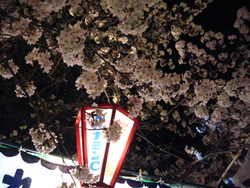 夜桜見物~☆&とっぴ~♪