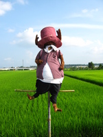 田んぼの中のポニョ♪