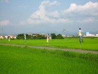 田んぼの中のポニョ♪