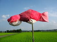 田んぼの中のポニョ♪