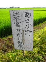田んぼの中のポニョ♪
