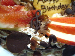 mittenさんのBirthday cake♪