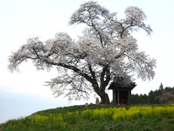 小沢の桜♪と白桃ソフト♪
