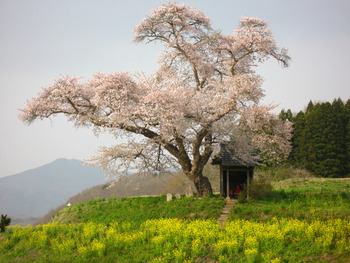 そのあとは…桜巡り♪