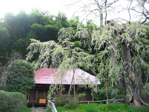 そのあとは…桜巡り♪