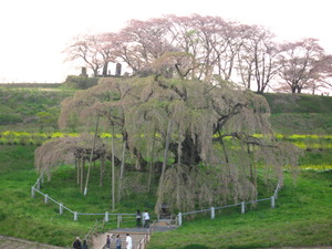 そのあとは…桜巡り♪