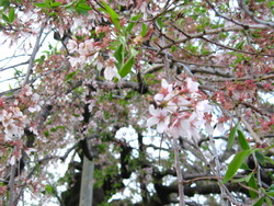 そのあとは…桜巡り♪