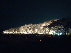 桜と花火の競演☆