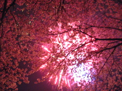 桜と花火の競演☆