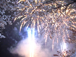 桜と花火の競演☆