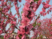 畑でお花見♪