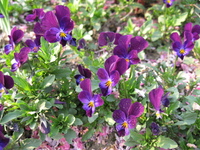 畑でお花見♪