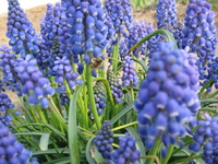 畑でお花見♪