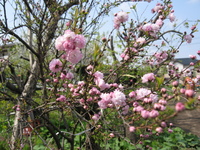 畑でお花見♪
