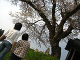 そのあとは…桜巡り♪