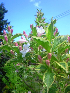 〜ko.to.ri garden〜(●^ー^●)